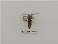 藏品(叩頭蟲(1))的圖片